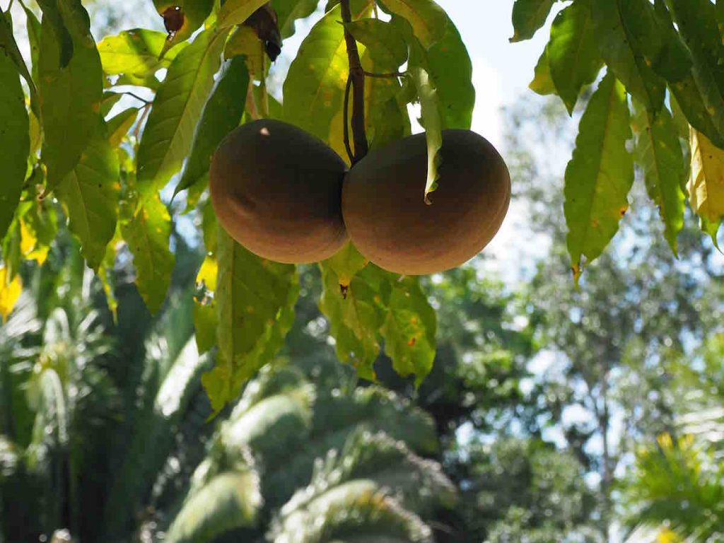 Horse Balls (a pair of large nuts known locally as horse balls)