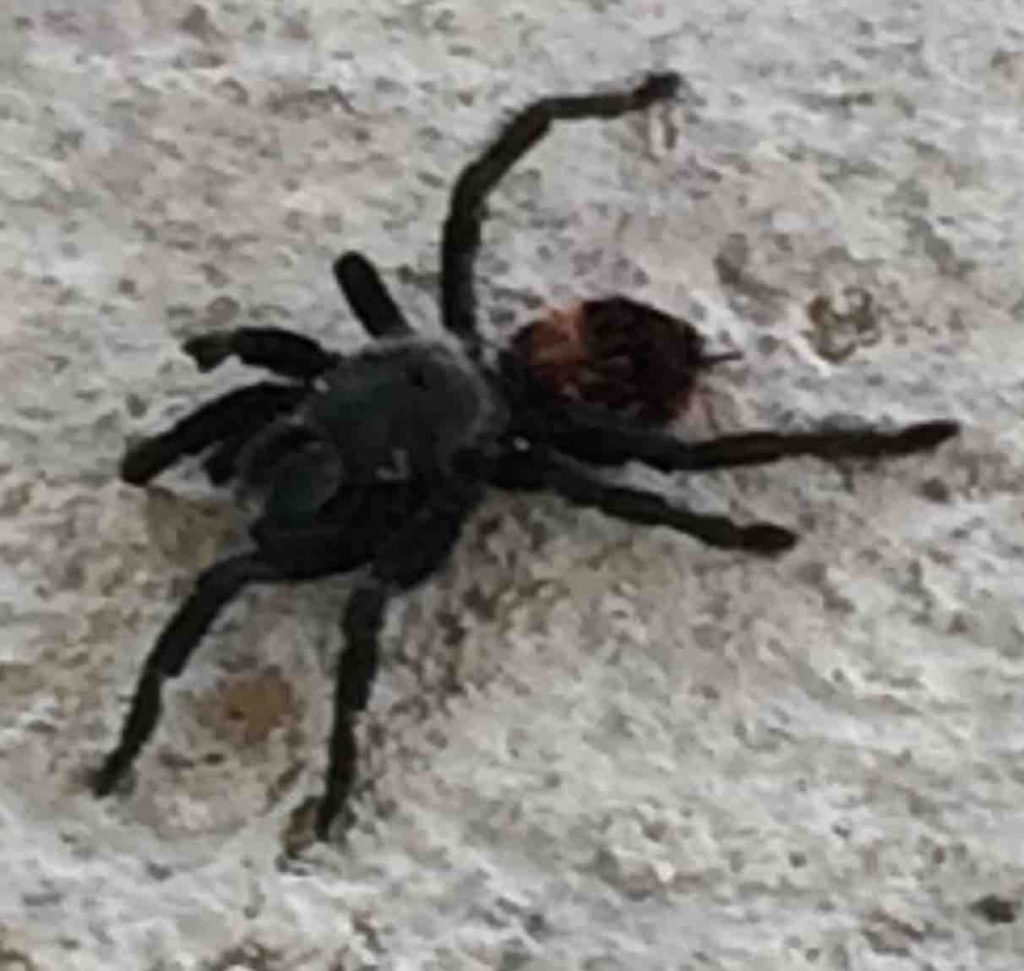 Tarantula Spider