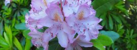 Pink (or lavender) flower