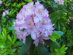 Pink (or lavender) flower