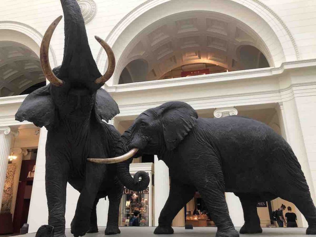 The Goring of the Elephants, Field Museum, Chicago