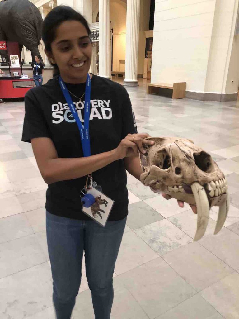 Saber Tooth Tiger Skull