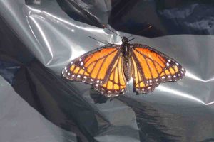 Butterfly!