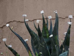 Picture of spikey cactus plant with styrofoam blocks on its tips
