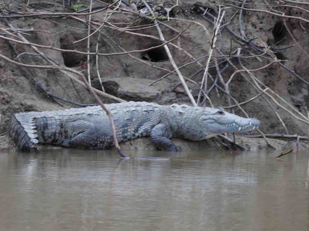 Crocodile on riverbank