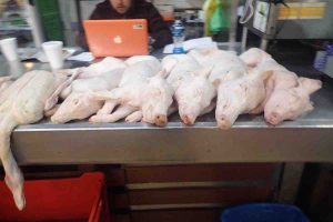 Butchered Pigs