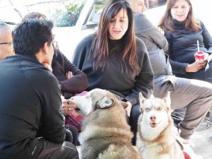 Dog in crowd staring at camera