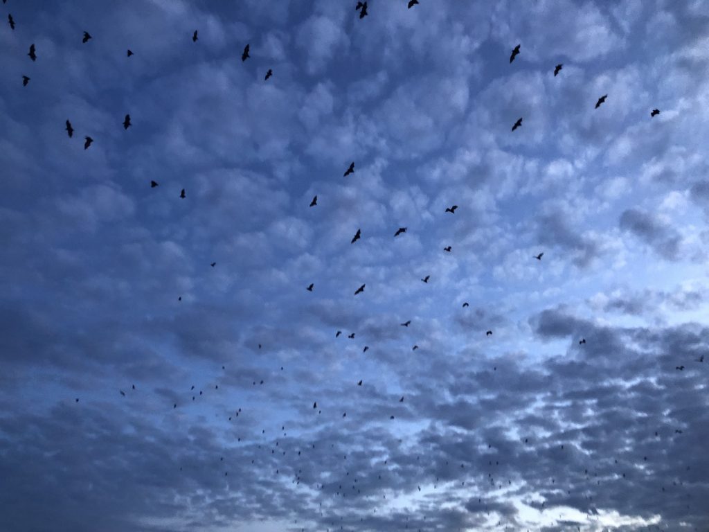 fruit bats flying against the evening sky