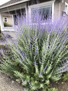 photo of lavender