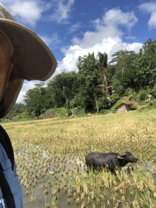 Water buffalo in rice field
