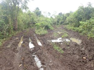 Mud and jeep tracks in the jungle