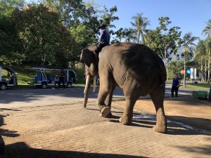 Man riding elephant