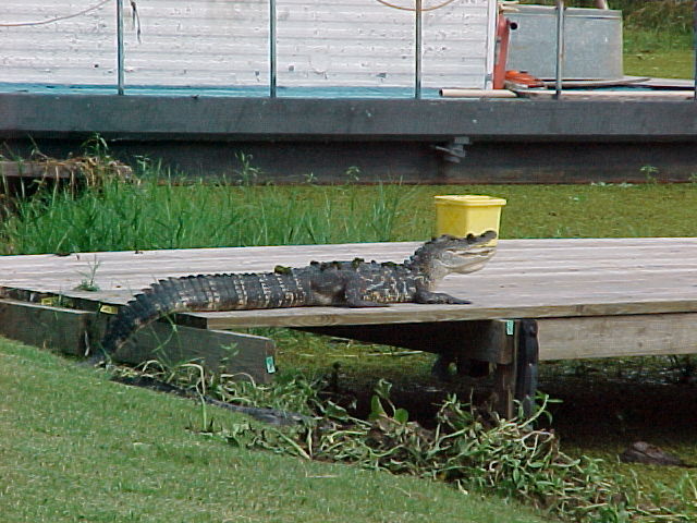 Crocidile on a dock.