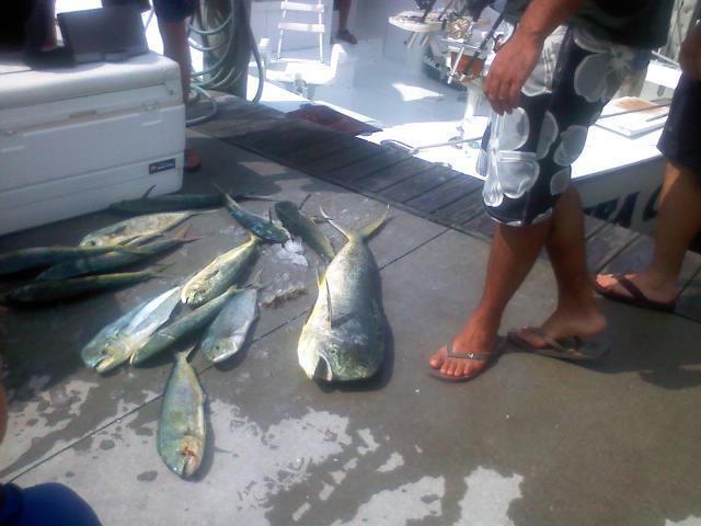 Fish on the dock at Hatteras, NC.